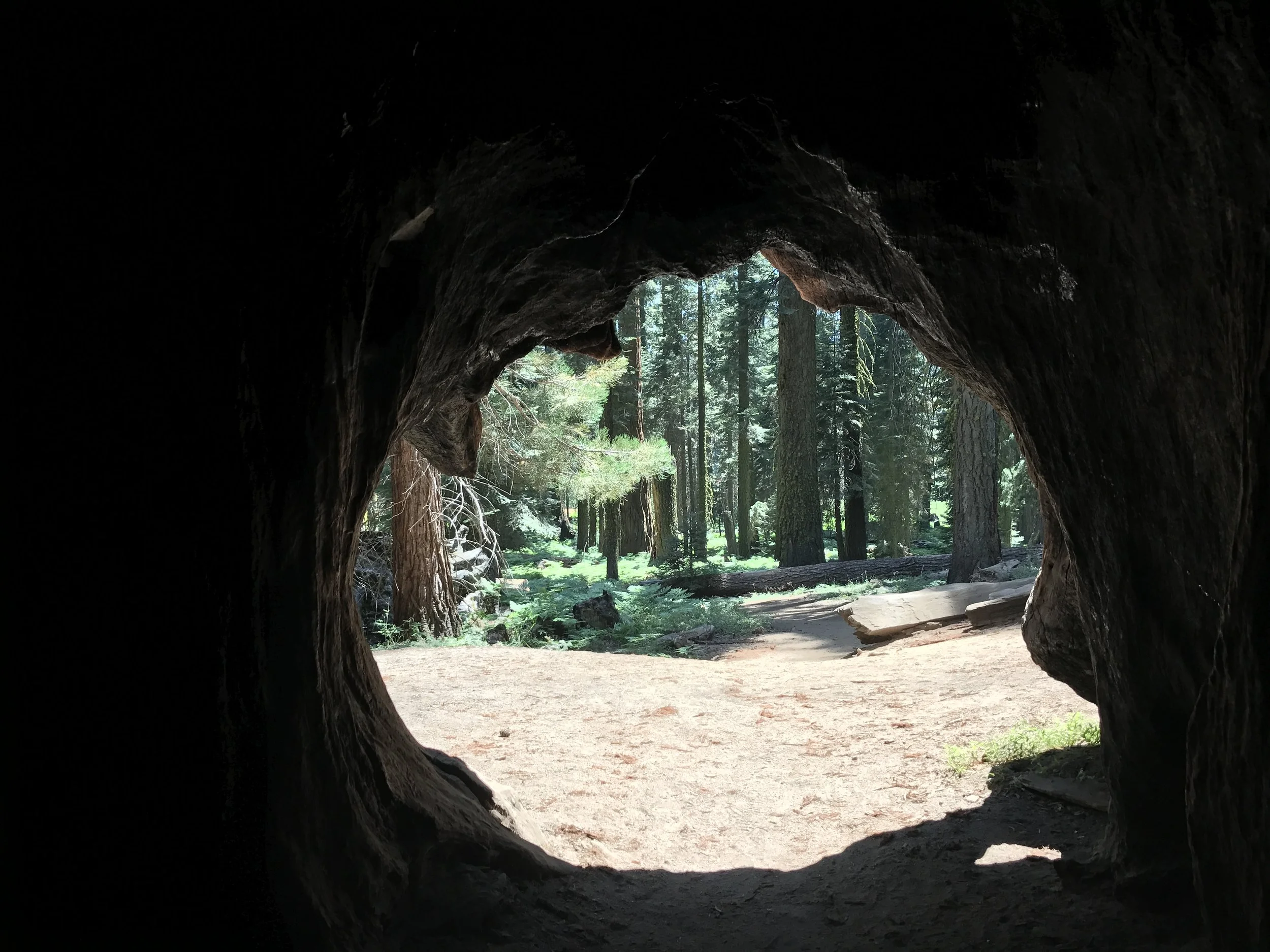 Enter My Giant Sequoia