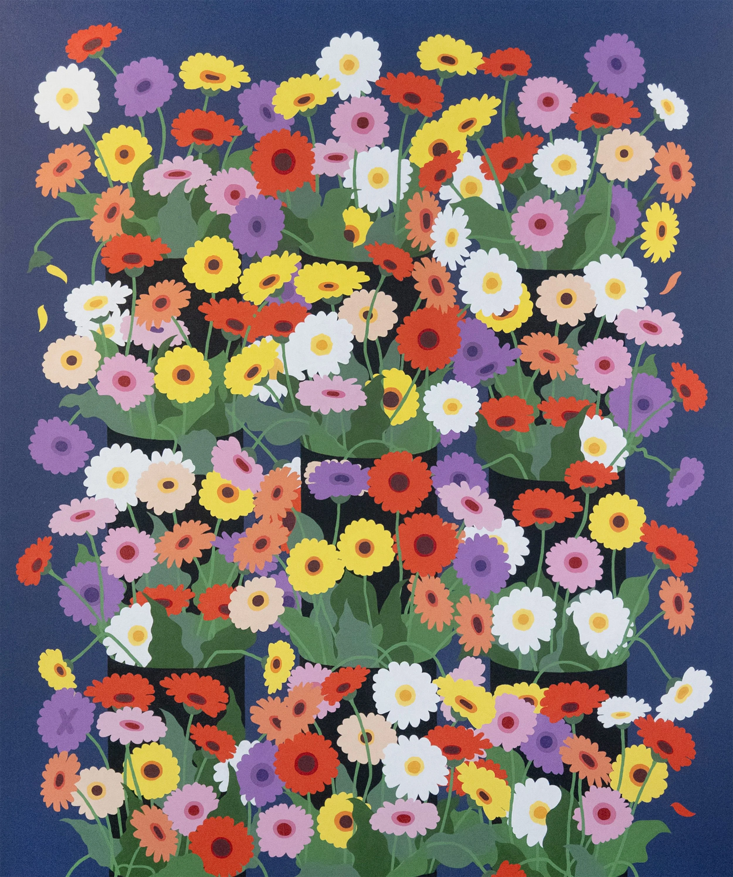 Gerbera daisies (blue) – Cropped.jpg