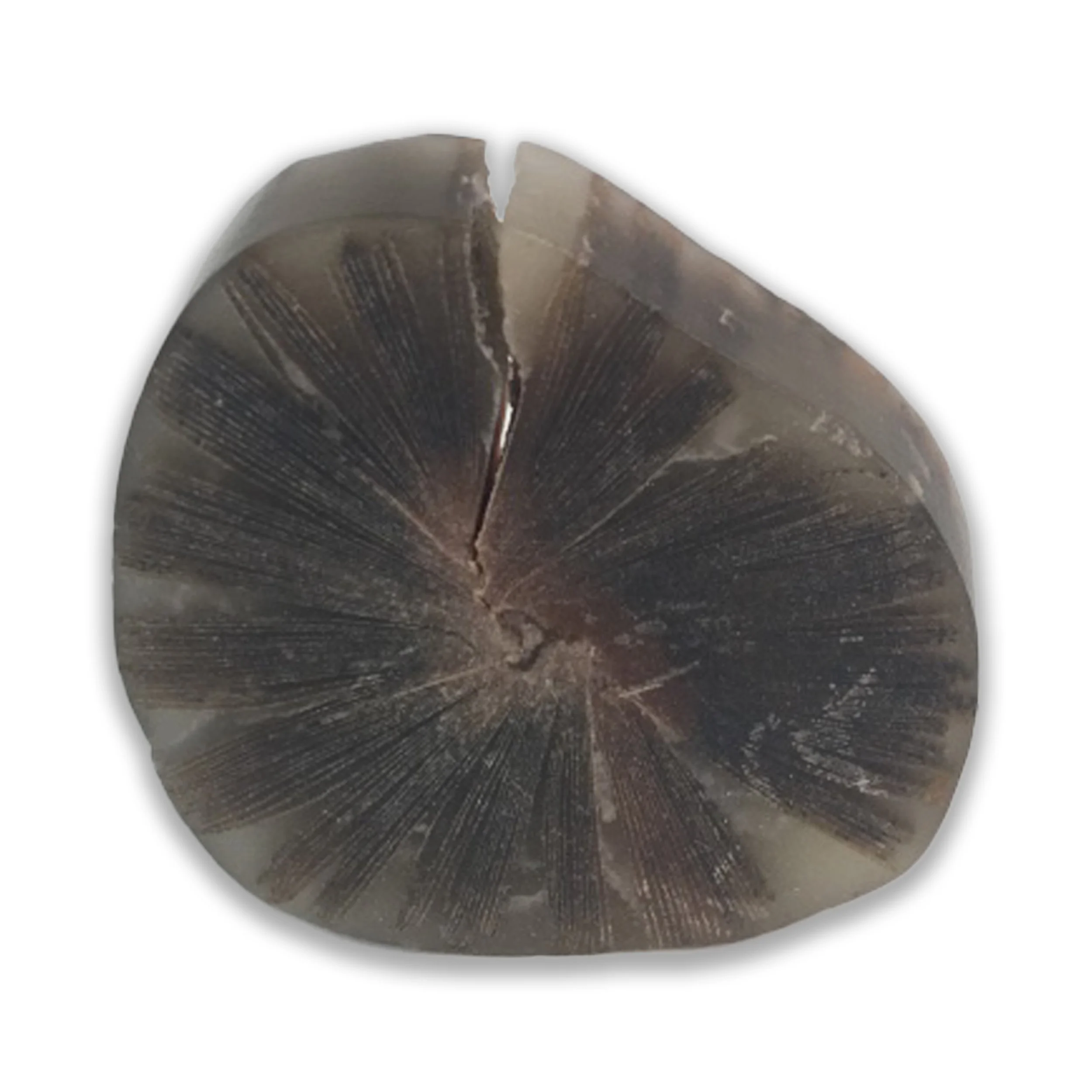 Jessica Drenk 'Reading our Remains: Small Spine in Wax,' 2017