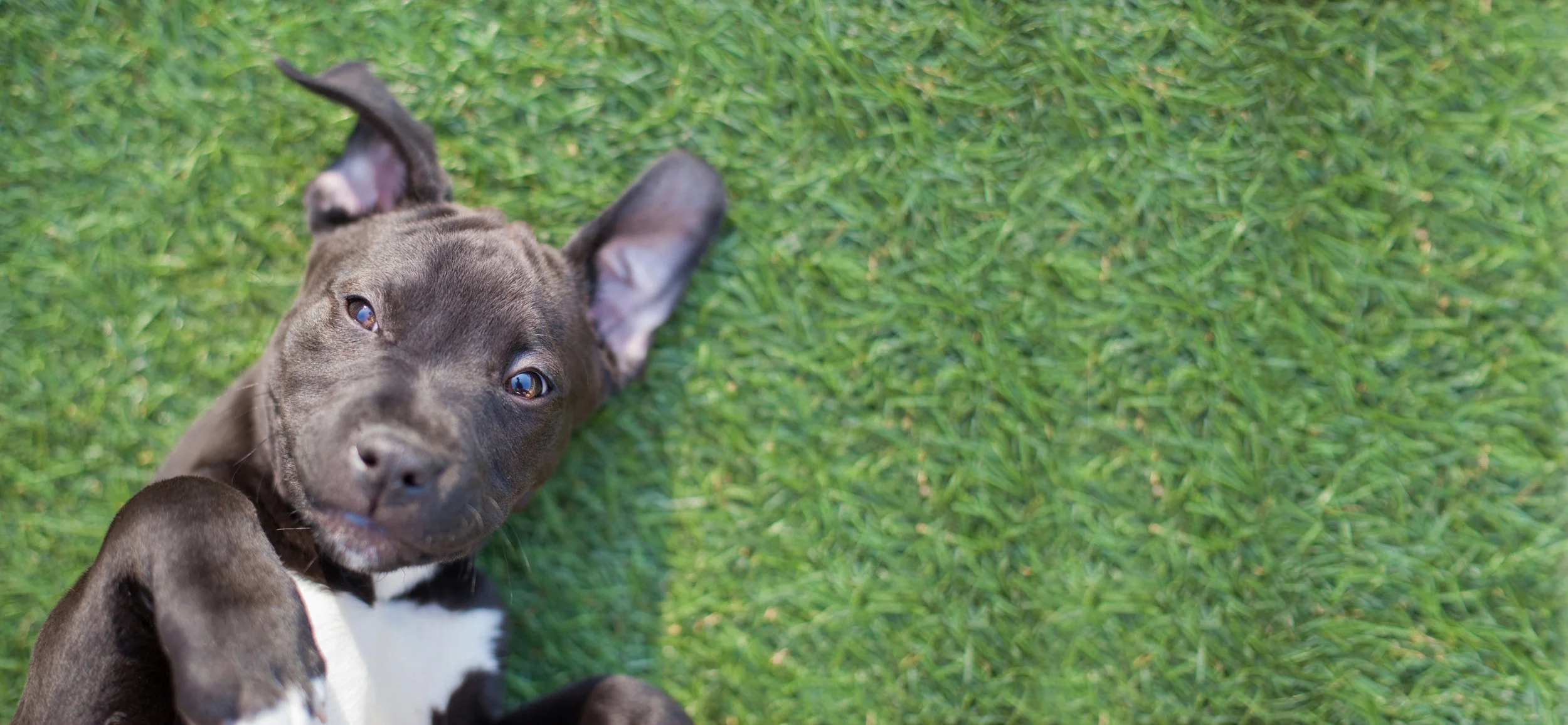 pup.jpg