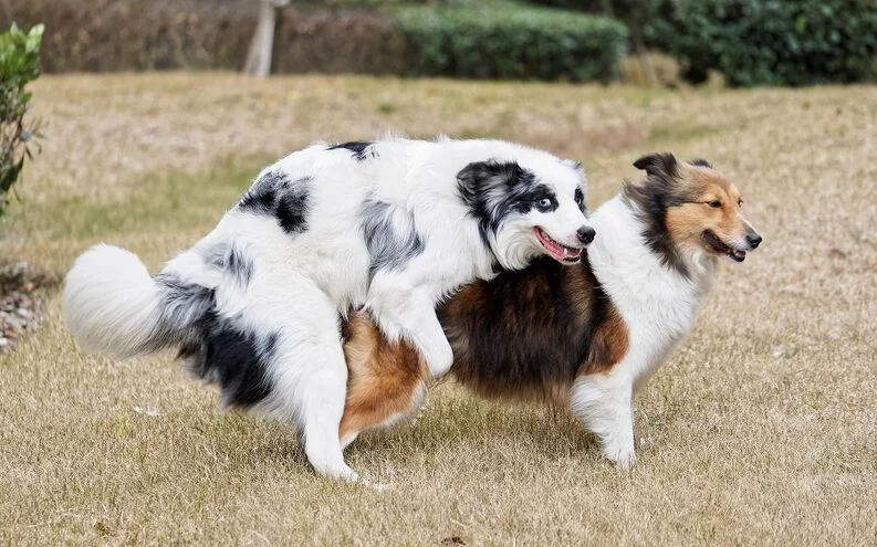 why-do-dogs-stay-together-after-mating-2.jpg