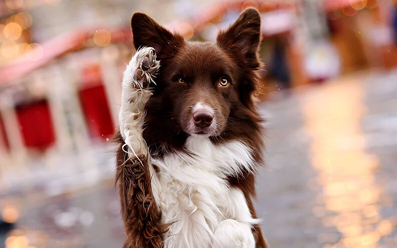 Advanced-Pet-Care-October-Newsletter-02.jpg