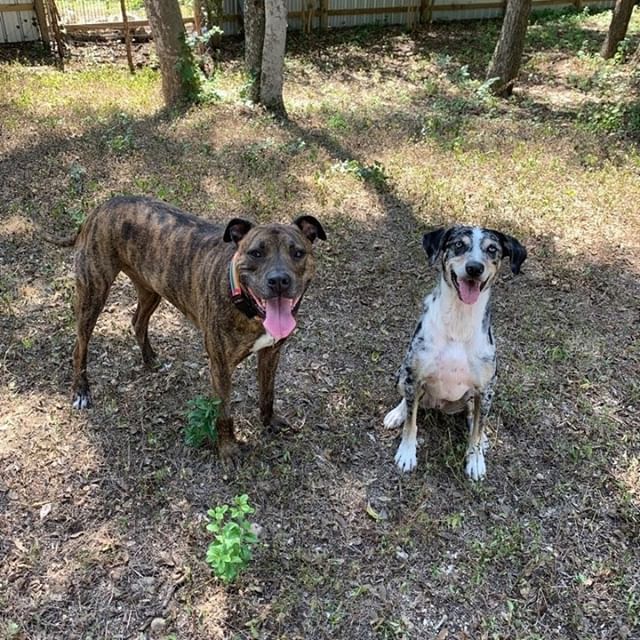 Ace the Face &amp; T'Lula the Catahoula - #buds #nerds⠀⠀⠀⠀⠀⠀⠀⠀⠀
.⠀⠀⠀⠀⠀⠀⠀⠀⠀
.⠀⠀⠀⠀⠀⠀⠀⠀⠀
.⠀⠀⠀⠀⠀⠀⠀⠀⠀
#adoptdontshop #brindlebabe #pibble #catahoula #louisianacatahoulaleoparddog #dog #dogs #dogsof512 #dogsofig #dogsofinstagram #dogstagram #atxdog #atxdog