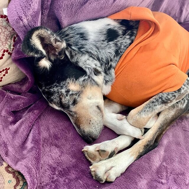 The cuteness never gets old! 🥰 #fritofeet #tallulahthecatahoula #killmewithcuteness
