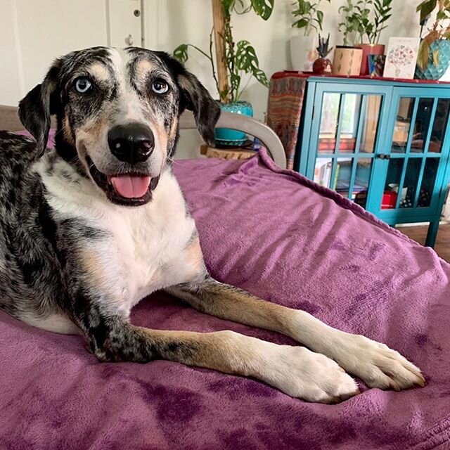 Post park face #happydog #tallulahthecatahoula #catahouligan #getoutside #dogsof512