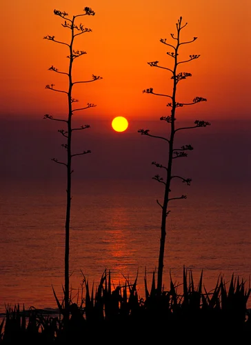baha-for-livebooks-16x20-8x11-copy - Copy.jpg