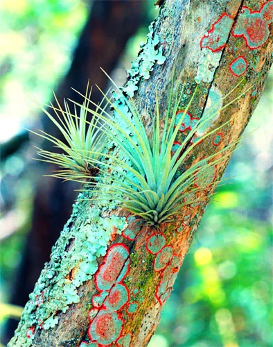 Jungle Trail, Florida