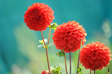 Reclaiming Our Resilience 