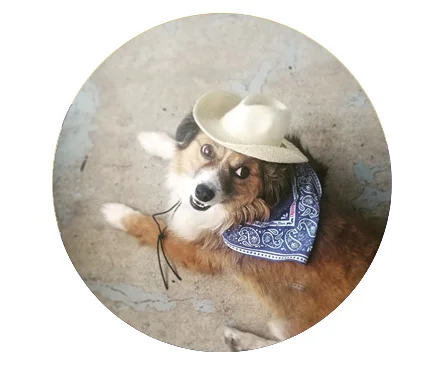 animal assisted therapy.jpg