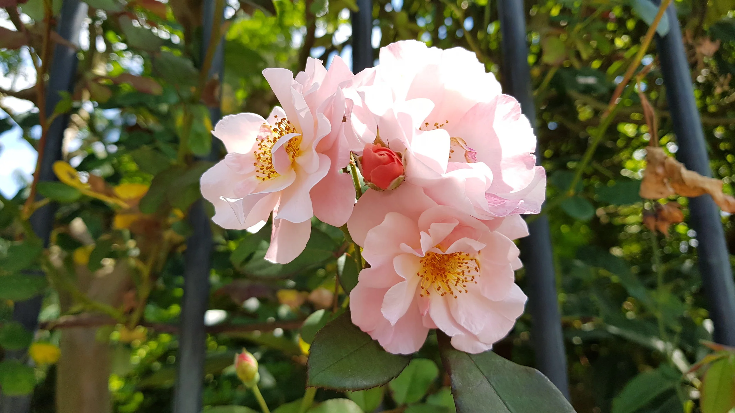 20180628_140352.jpg