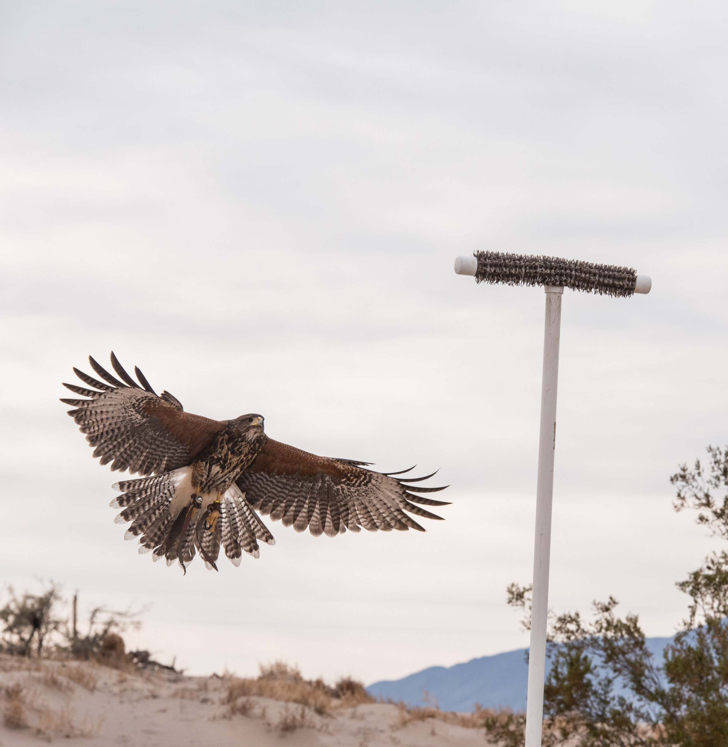 Playmobil Falconry Set Eagle Owls Falcons Birds of prey 6471 Country Set 