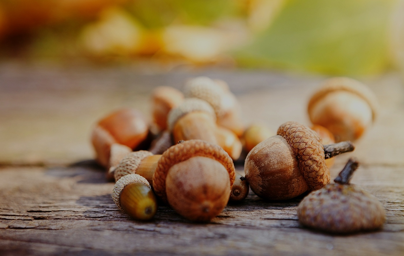 acorns_1400x886.jpg
