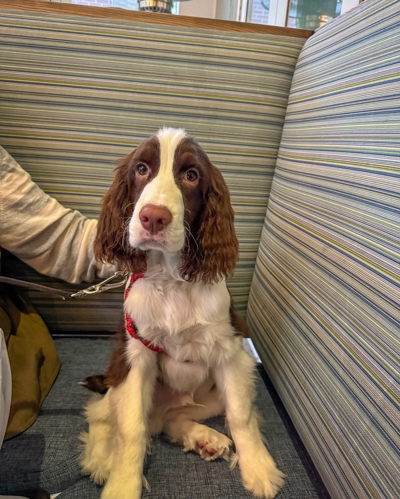 Monsieur Finn wants to inform you that your furry friends are welcome on our covered patio that&rsquo;s heated all winter!  In addition, all ESA animals and service dogs are welcome inside the restaurant.

See you soon!

*cats must be in strollers