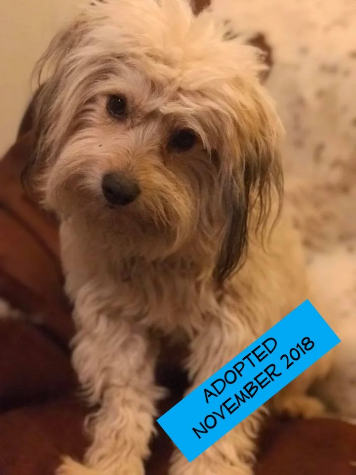 Charlie adopted.jpg