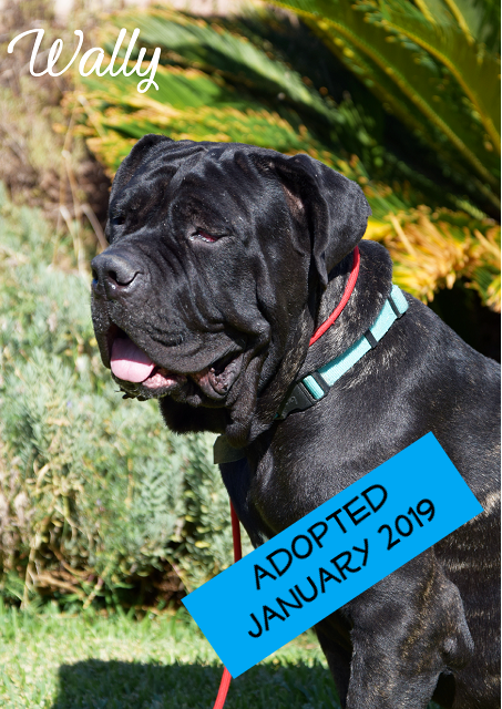 Wally adopted.png