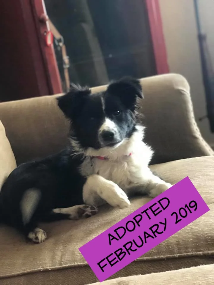 Josie adopted.jpg