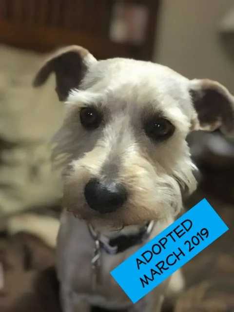 Winston Adopted.jpg
