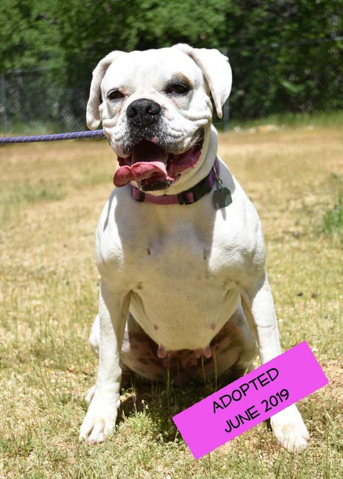 Trixie 2 adopted.jpg