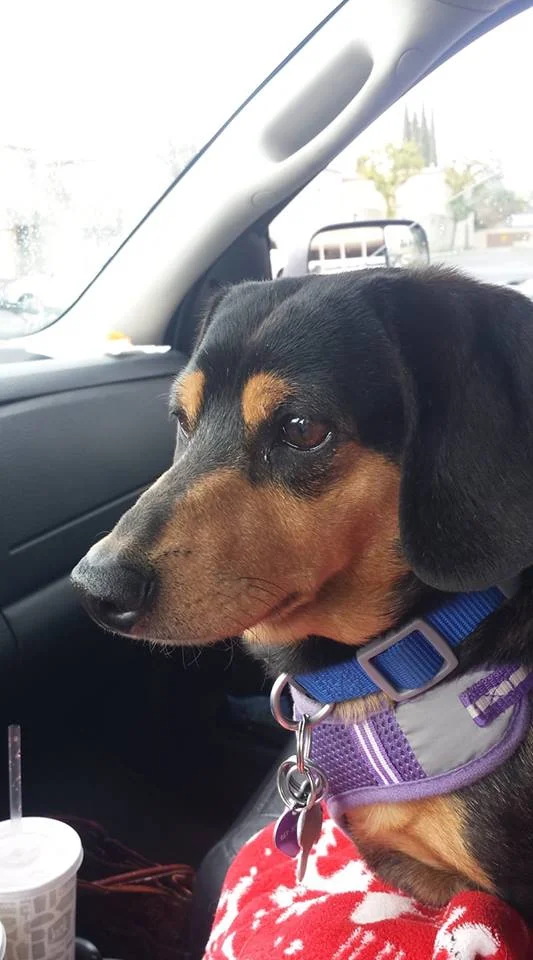 Sadie (Jerry).jpg
