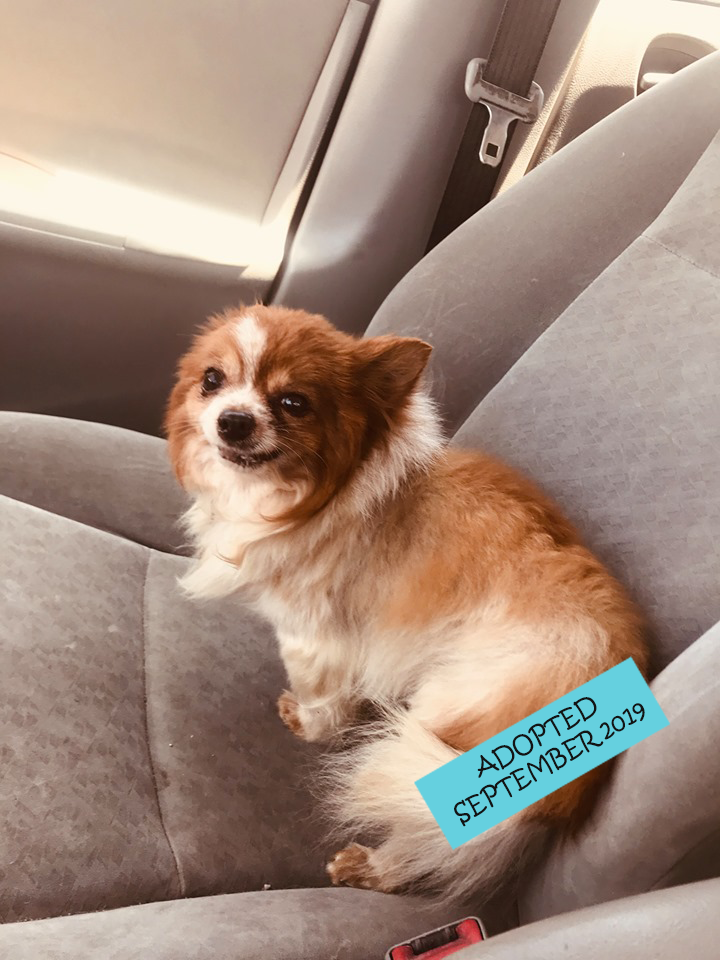 Gizmo3Adopted.png