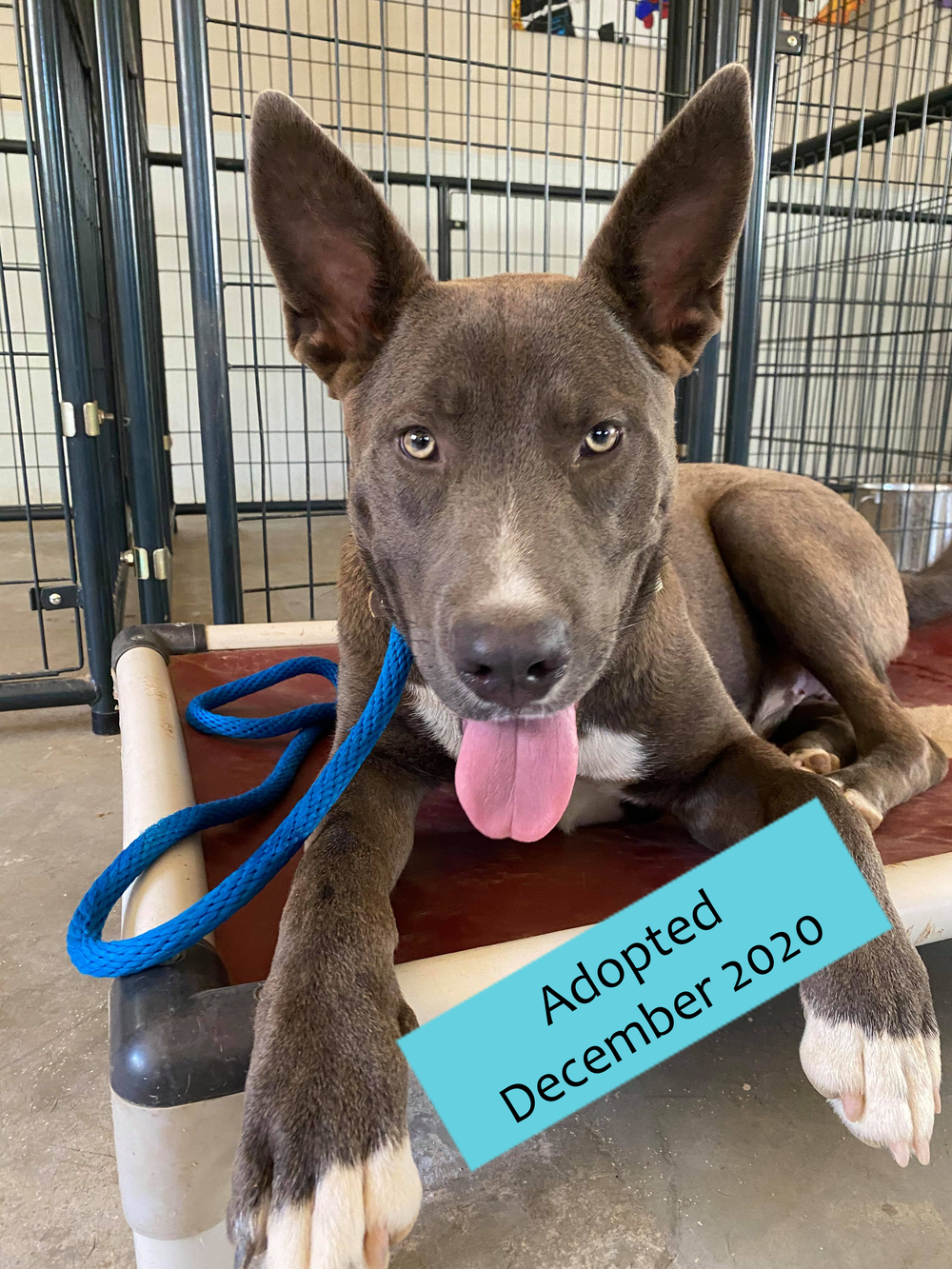 Adoptable Dogs — SOS Dog Rescue