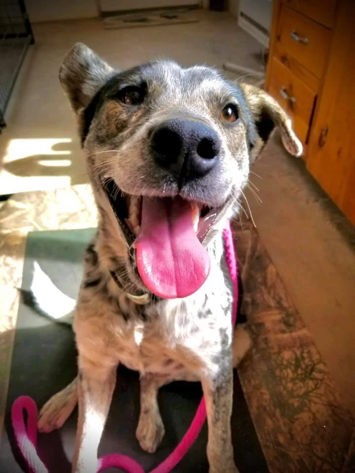 Adoptable Dogs — SOS Dog Rescue