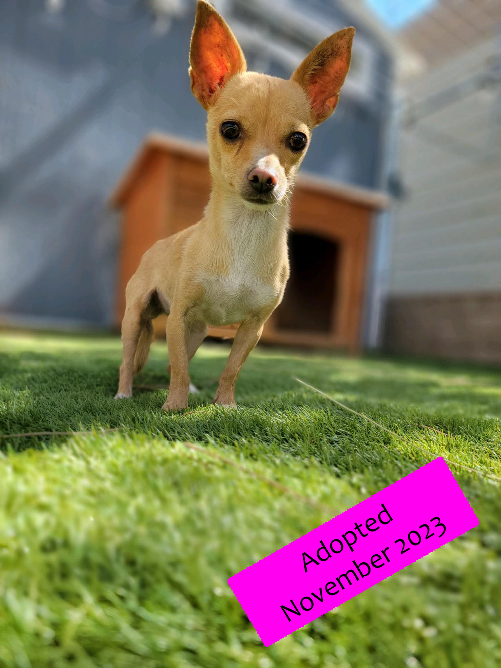 Adoptable Dogs — SOS Dog Rescue