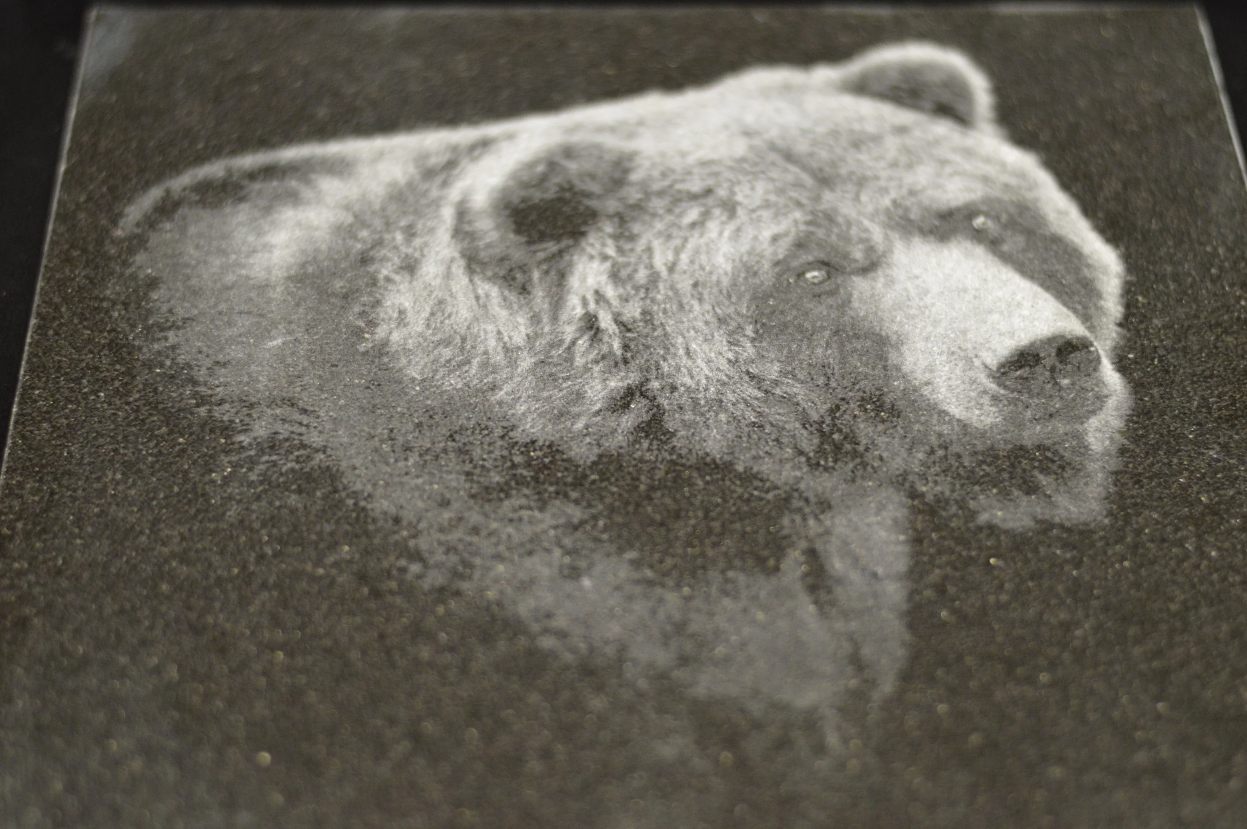 Bear on Granite