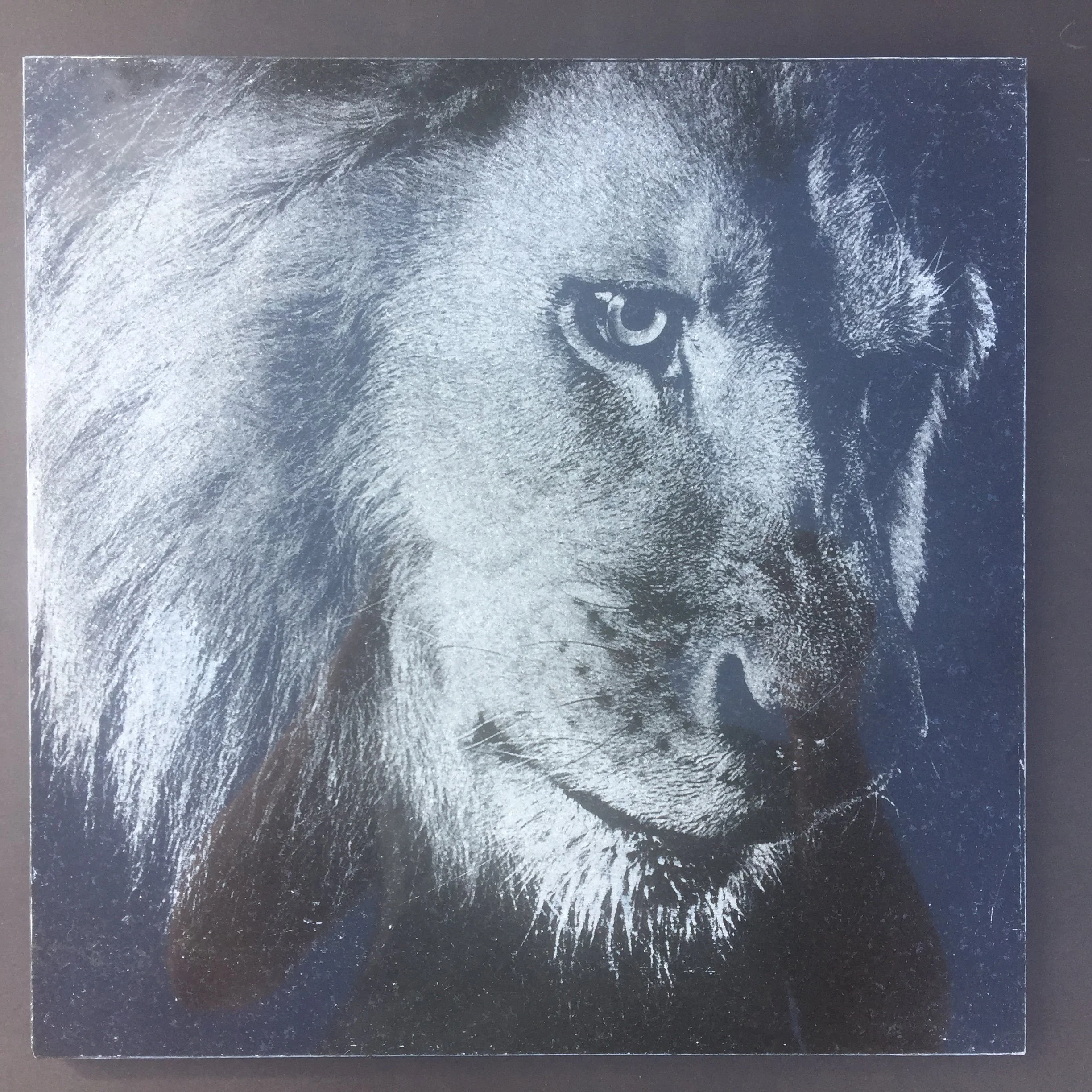 Lion5.JPG