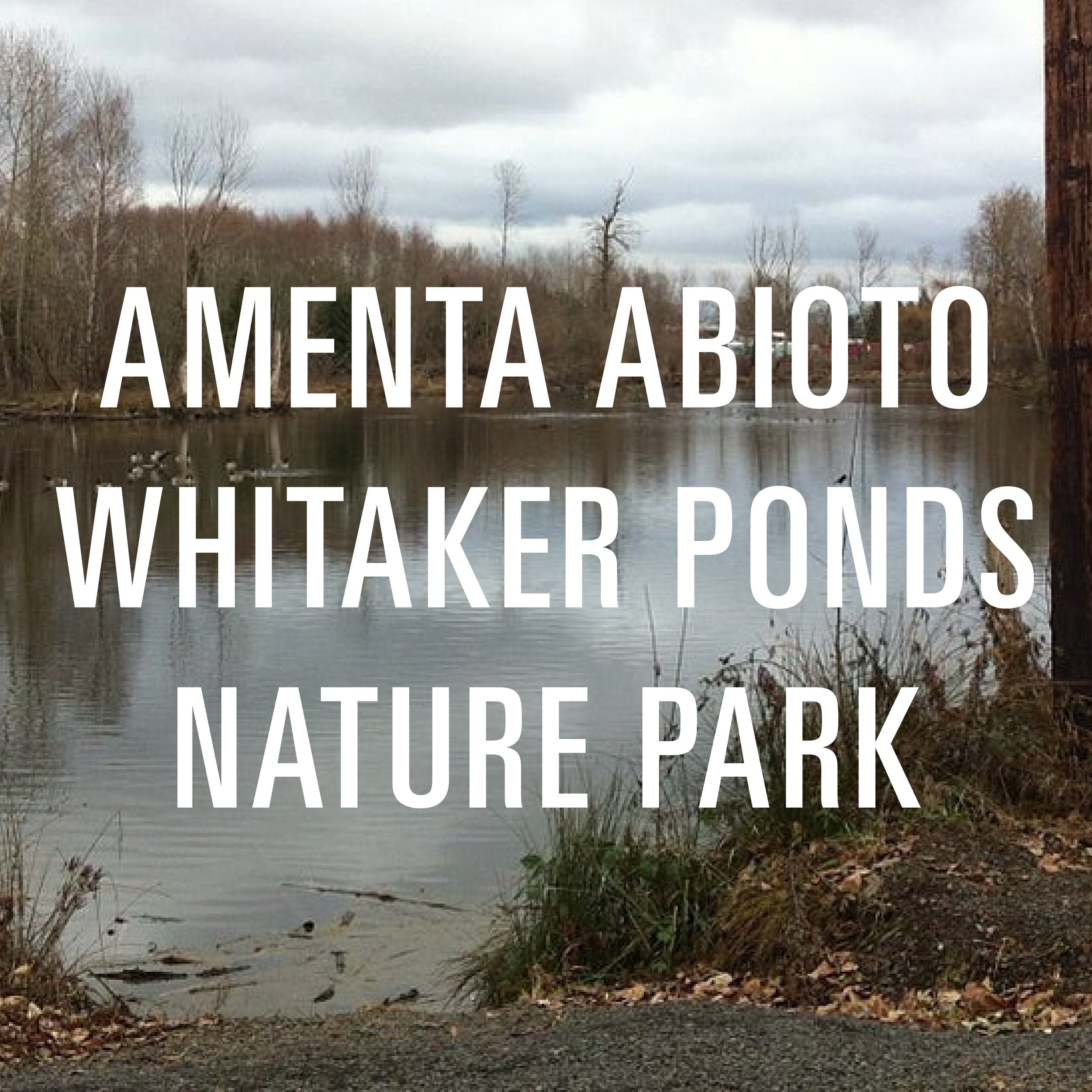 Amenta Abioto Whitaker Ponds Nature Park