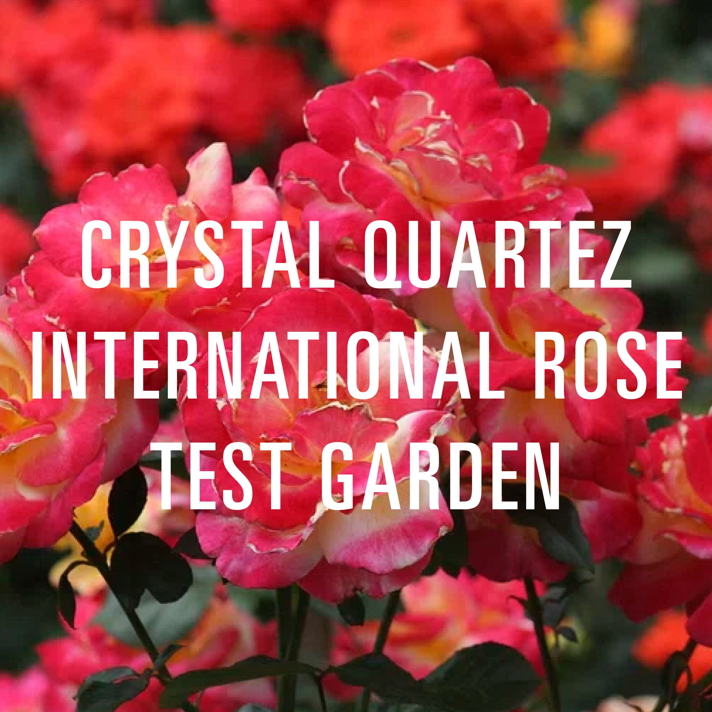 Crystal Quartez International Rose Test Garden