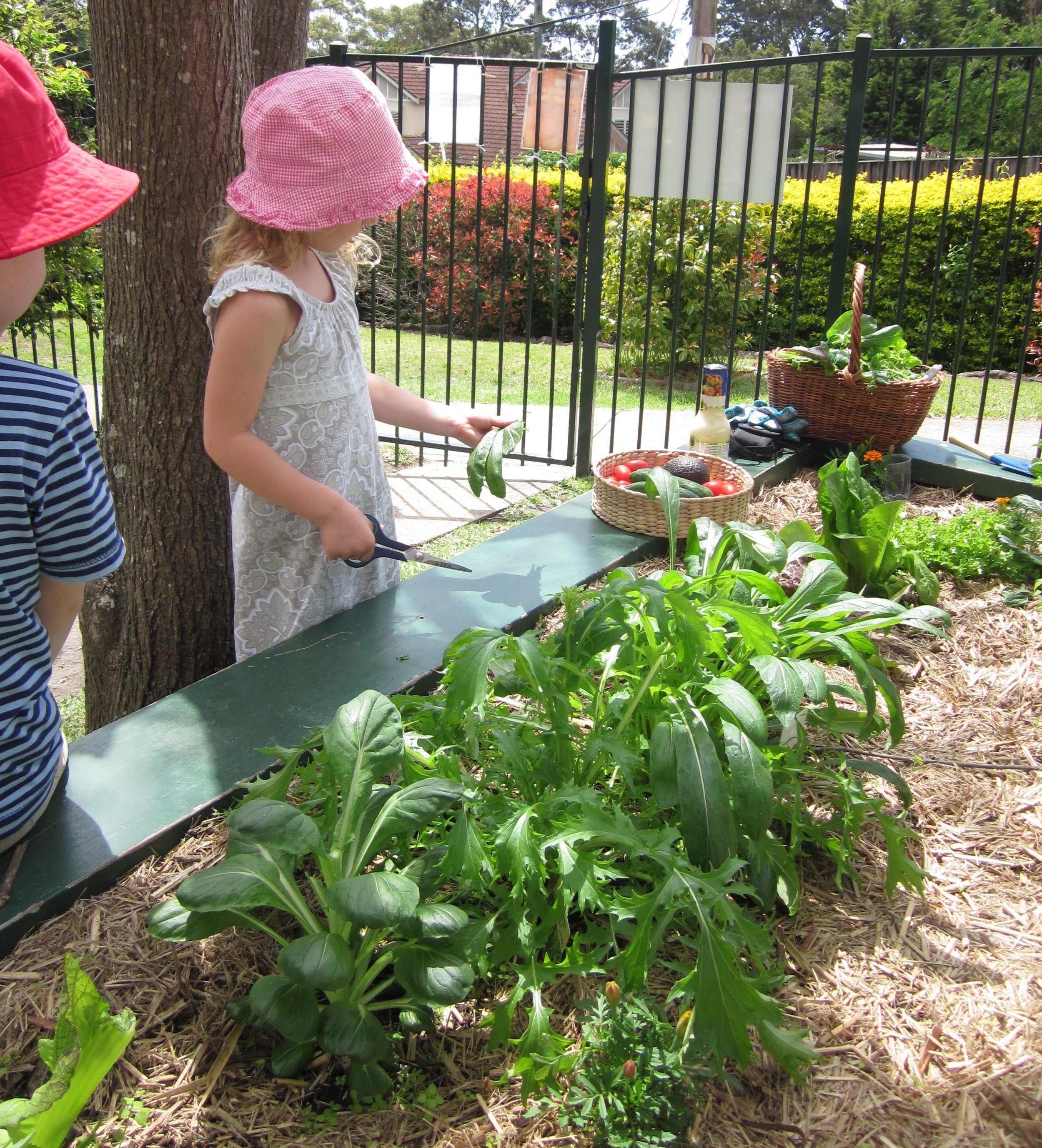 Garden harvest.jpg