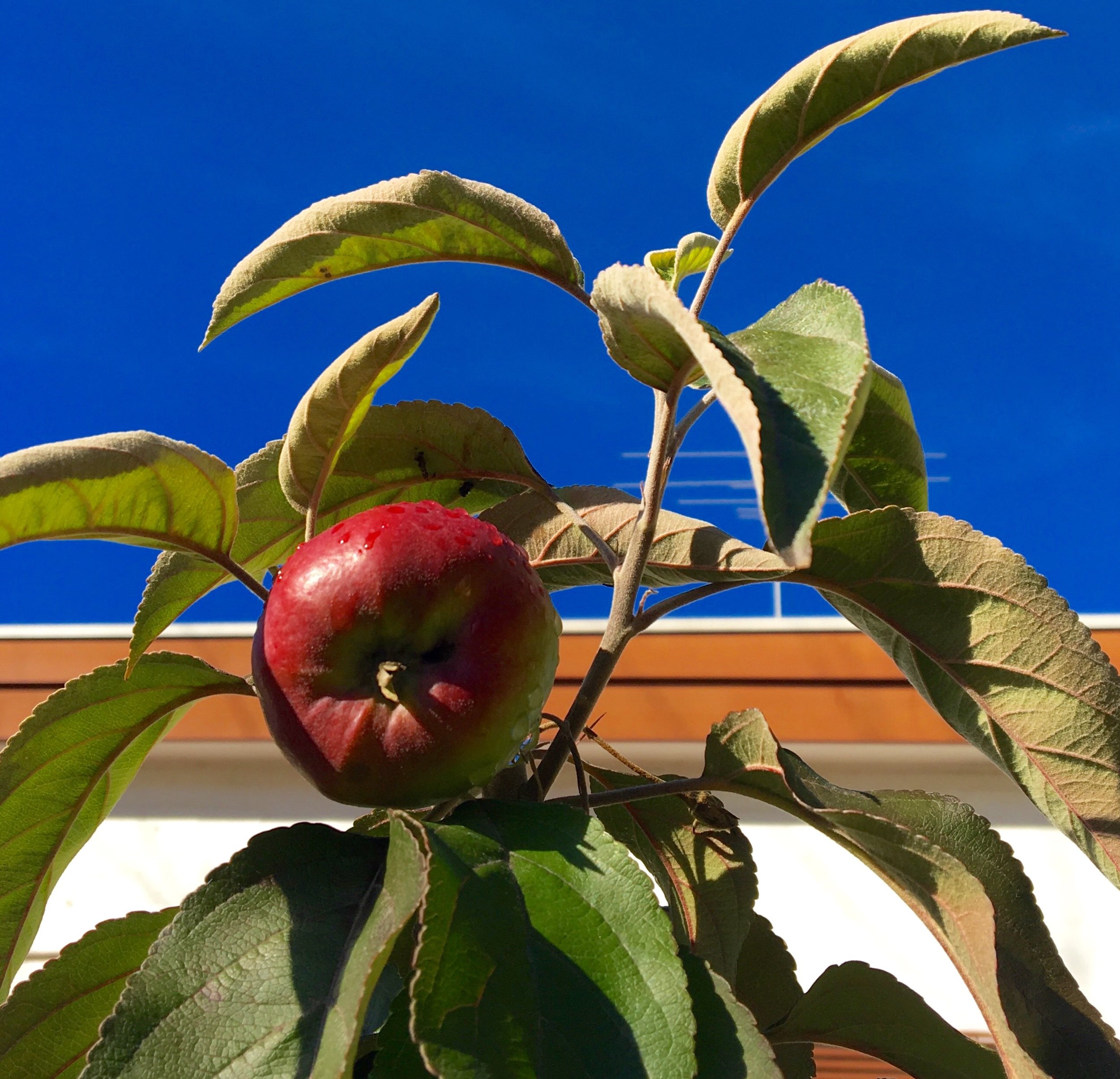 Apple tree 2.jpg