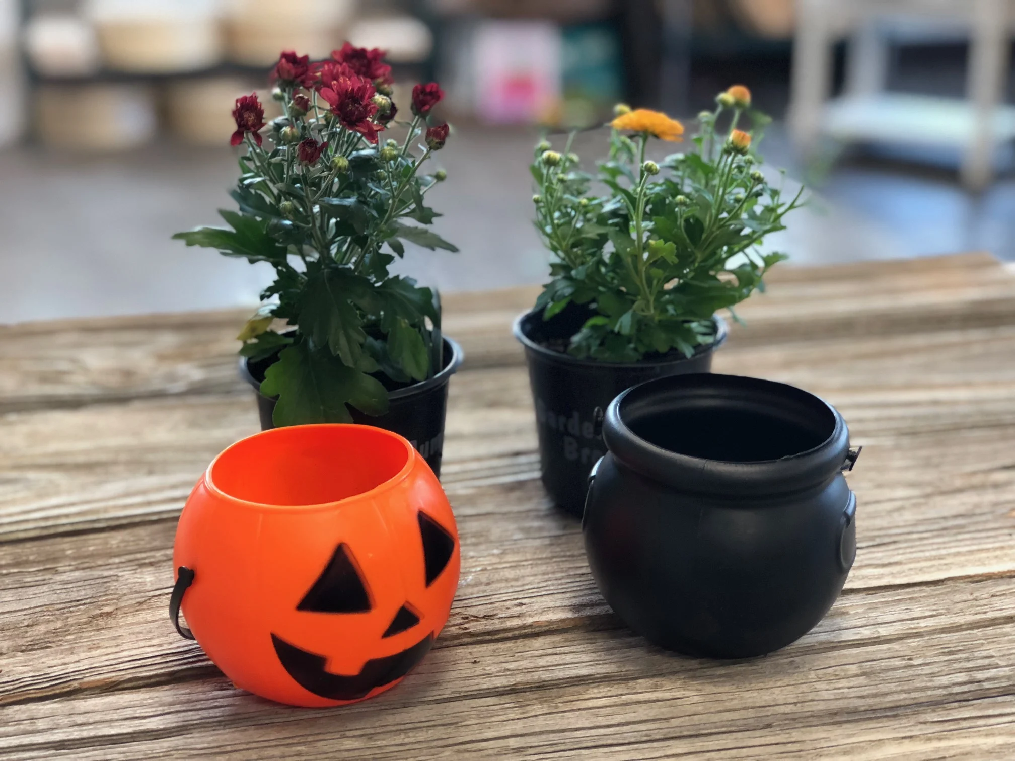 Easy and adorable mini mum planters for less than $2, get the look with this tutorial