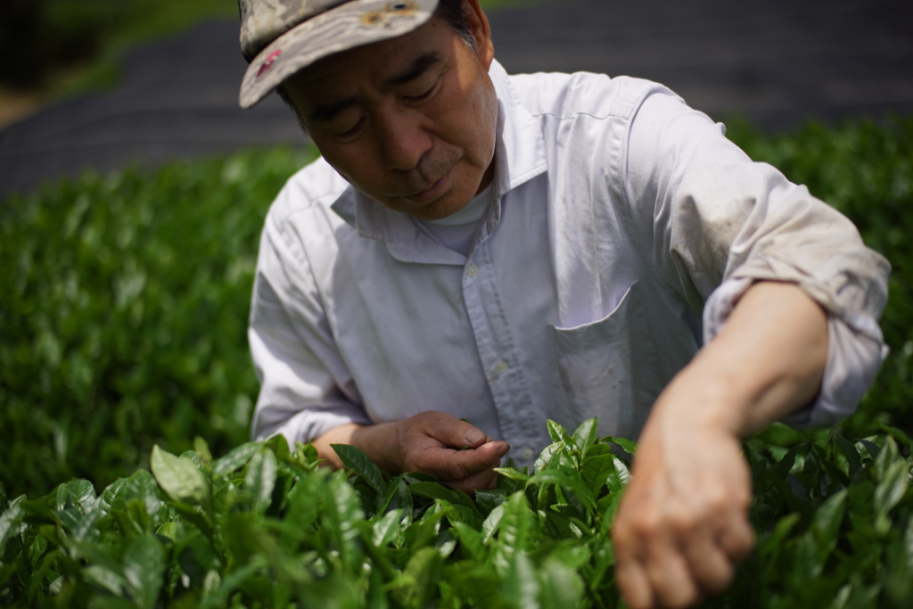matcha farmer.png