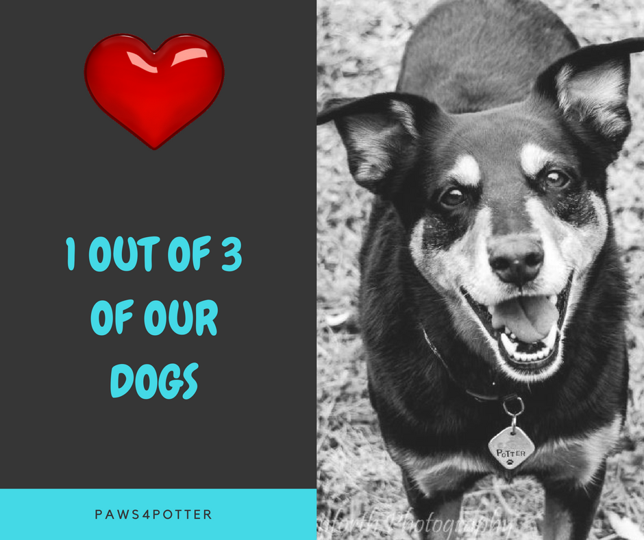 - At least 25% (and possibly up to 30%) of dogs will develop cancer at some point in their lifetime! Of those, 50% will die from that cancer! - Common forms of canine cancer include: lymphoma (LSA), hemangiosarcoma (HSA), osteosarcoma (OSA), mammary tumor, mast cell tumor (MST), melanoma, transitional cell carcinoma (TCC), soft tissue sarcoma, acute leukemia, and chronic lymphocytic leukemia. - If a lump is 1cm (the side of a pea) or larger, or if it has been present for 1 month, have it evaluated by your veterinarian! - Forms of cancer treatment may include: surgery, chemotherapy, radiation therapy (RT), immunotherapy, and treatment through clinical trials. - 80-90% of canine cancer patients have little to no side effects with treatment!