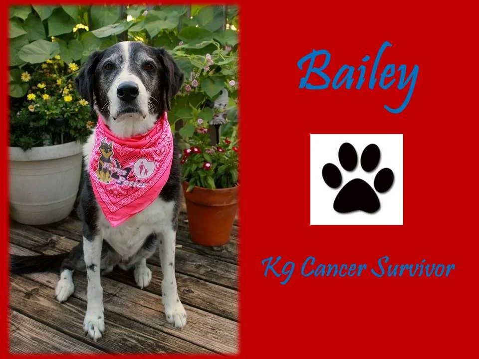 bailey.jpg