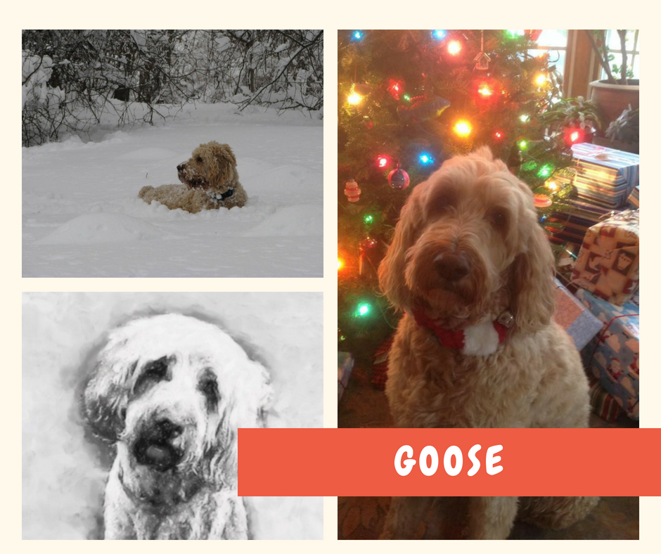 Goose Lecture.png