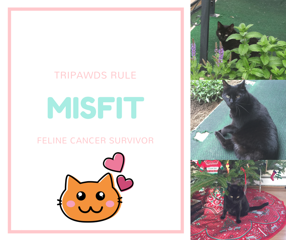 Misfit Lecture.png