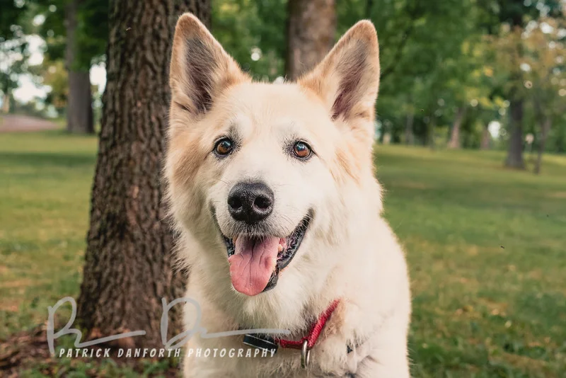 A picture of Molly at Thompson Park (Watertown, NY), courtesy of Patrick Danforth Photography.