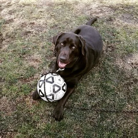 A picture of Dozer with his ball, courtesy of Cortney Skinner.