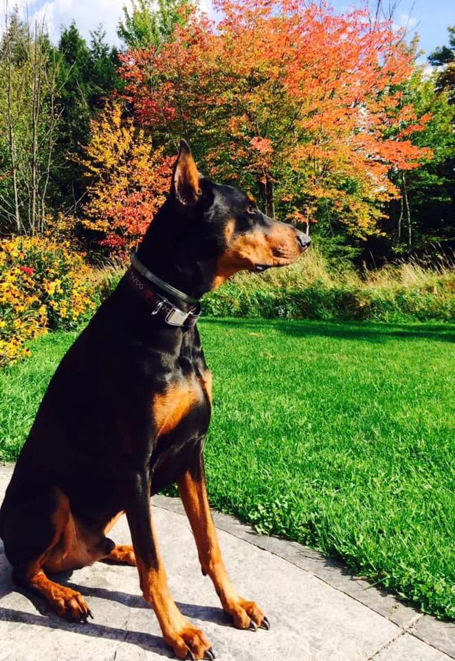 A picture of Mo, courtesy of Dr. Ashley Jones.