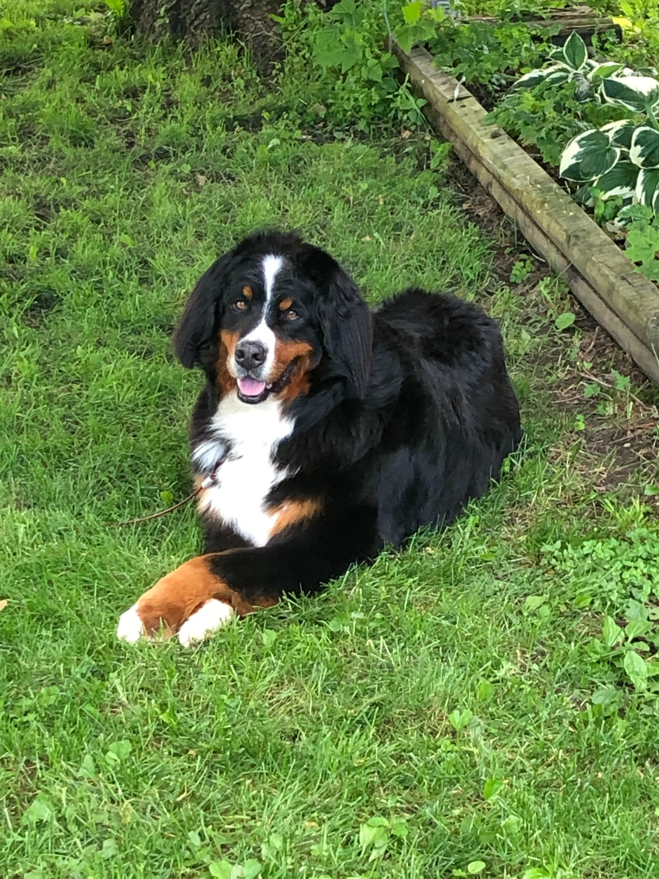 A picture of Dexter, courtesy of Bill and Kim Quimby.