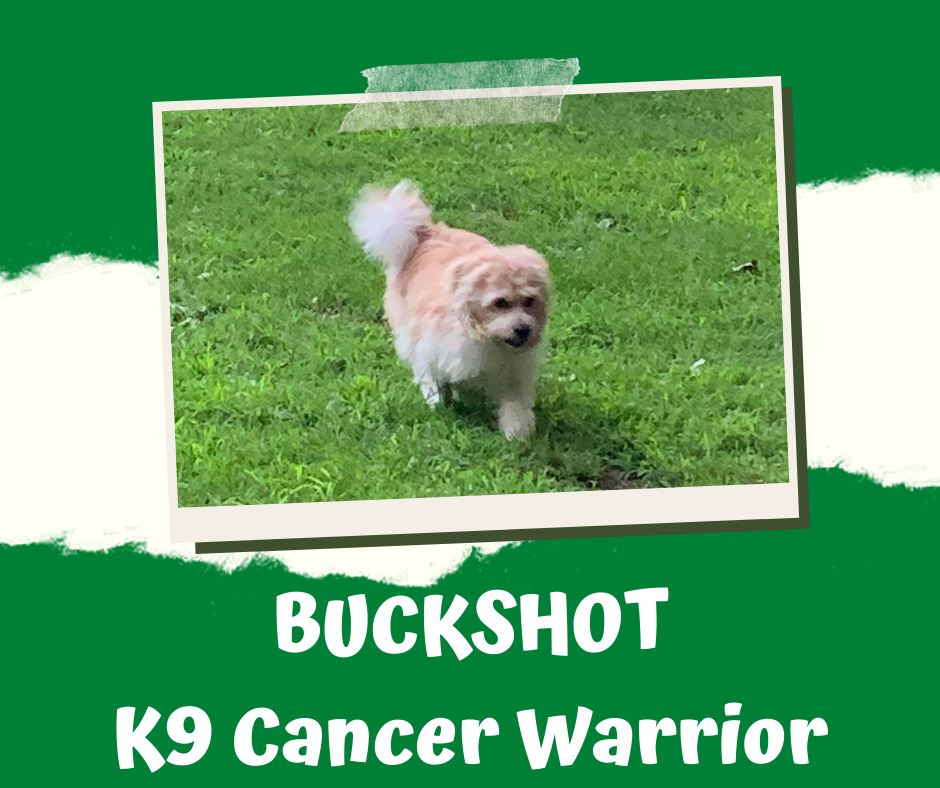BUCKSHOT K9 Cancer Warrior.png
