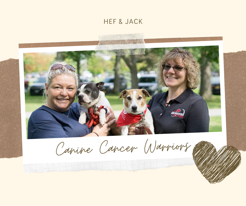 Canine Mast Cell Tumors Mct Paws4potter