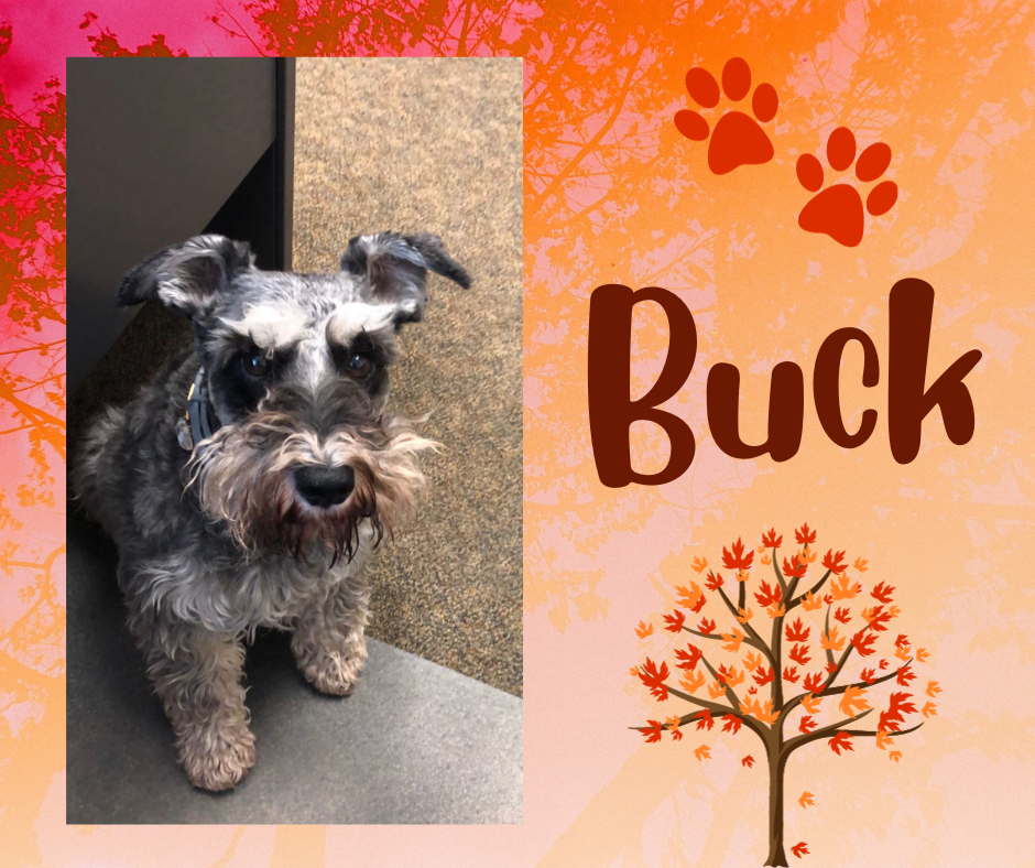 Buck.png