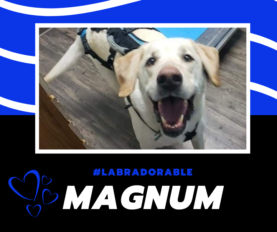 magnum.png
