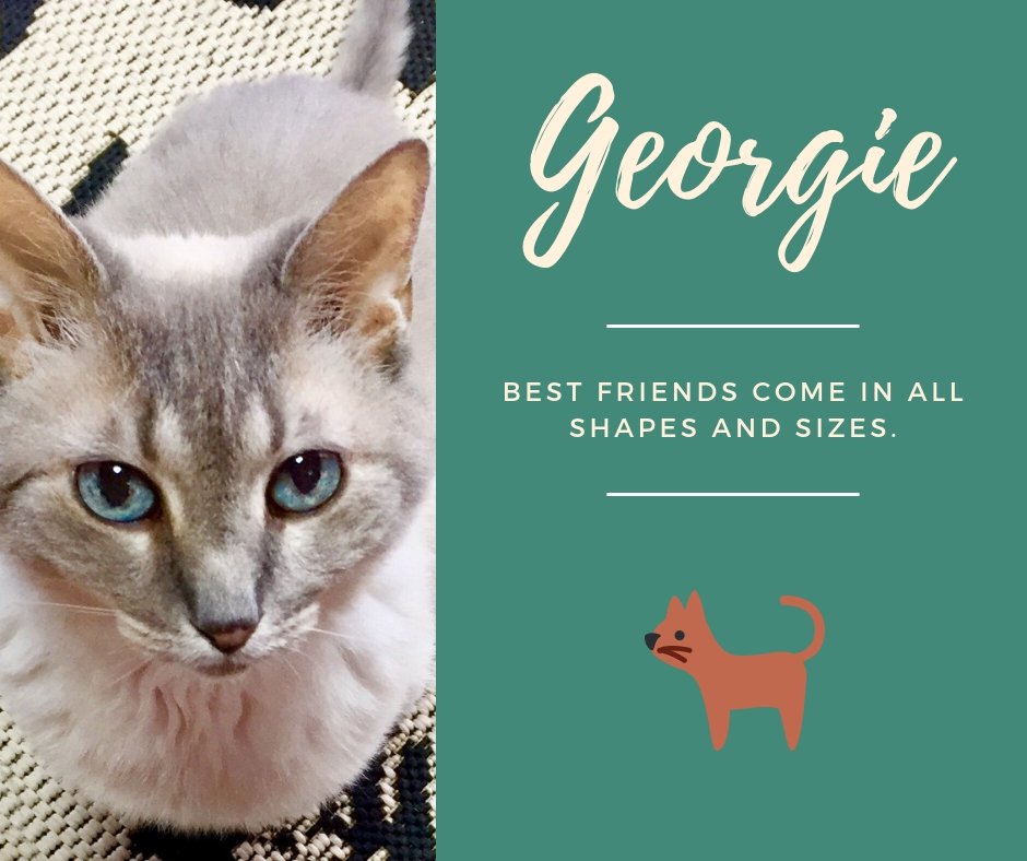 GeorgiePic.jpg
