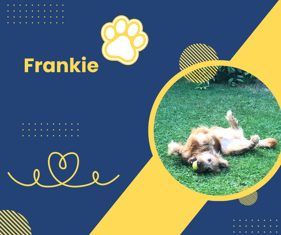Frankie (3).png