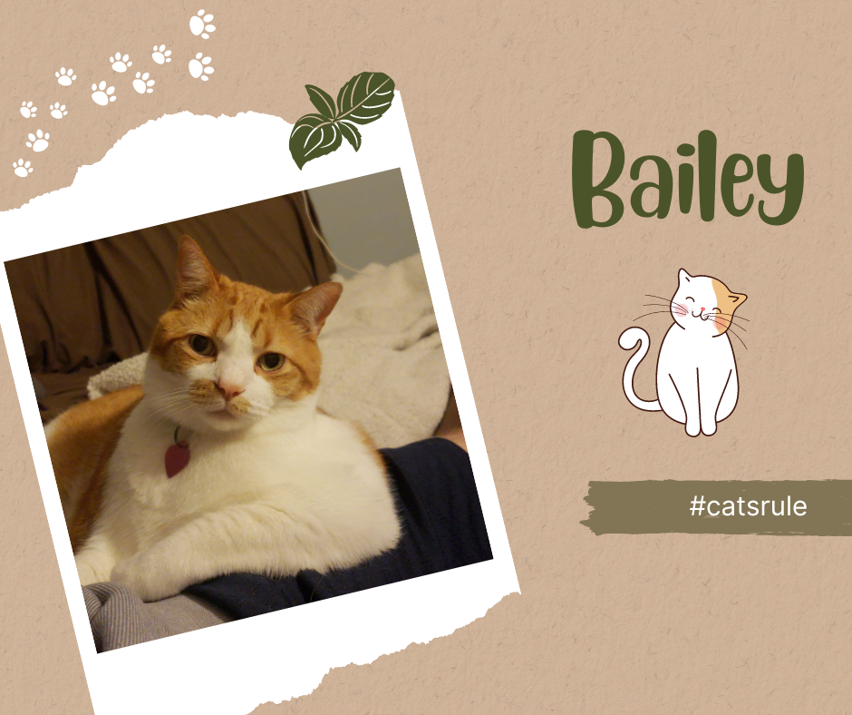 Bailey (3).png